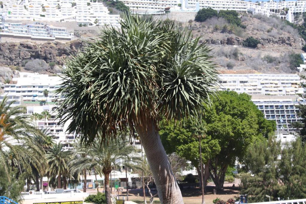 Apartamentos Mayagüez - Adults Only Puerto Rico  Dış mekan fotoğraf